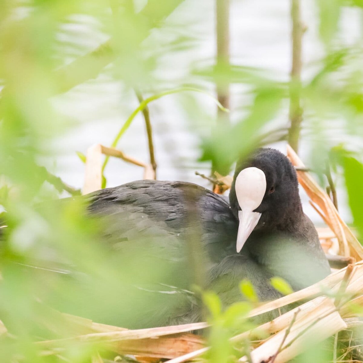 Водоплавающая курица и ее необычные птенцы | Nature in the city | Дзен