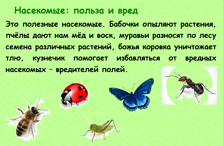 Здравствуйте, дорогие родители!😃 Данная статья поможет Вам организовать домашнюю работу по развитию речи ребёнка 5-7 лет. Здесь Вы найдёте самую полную подборку материала по теме "Насекомые".-4