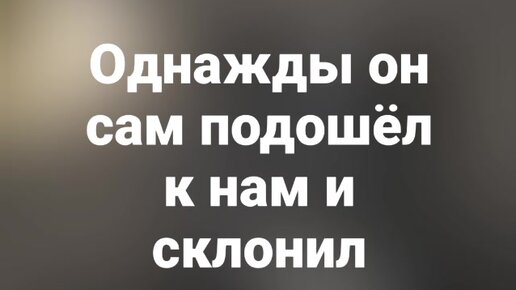 Download Video: Был бездомным диким псом, через несколько лет попал в приют: как мы сделали невозможное