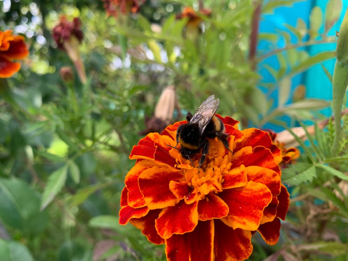 Проснулся шмель… 