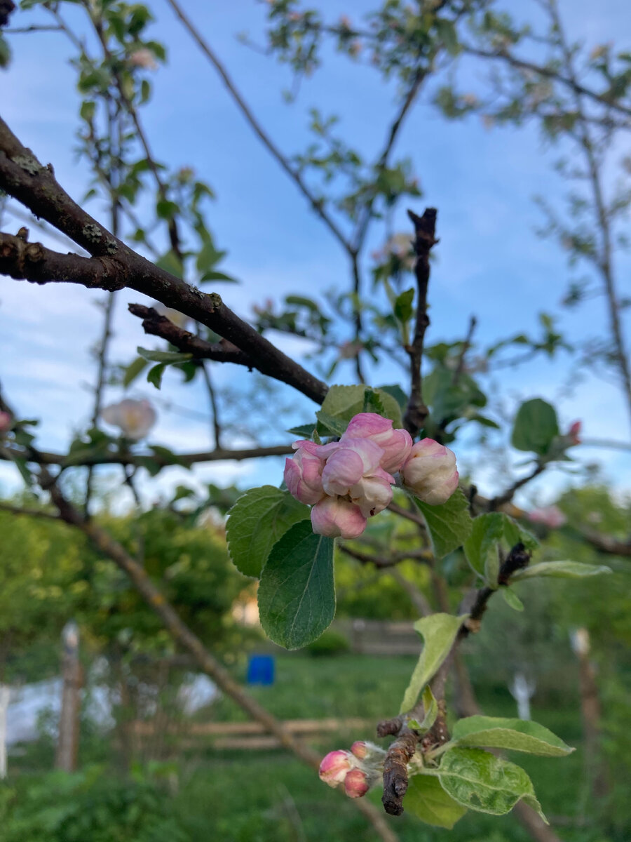 В этом году впервые видим нашу цветущую яблоню. У соседей уже давно зацвела, а наша неделю назад только раскрываться начала.