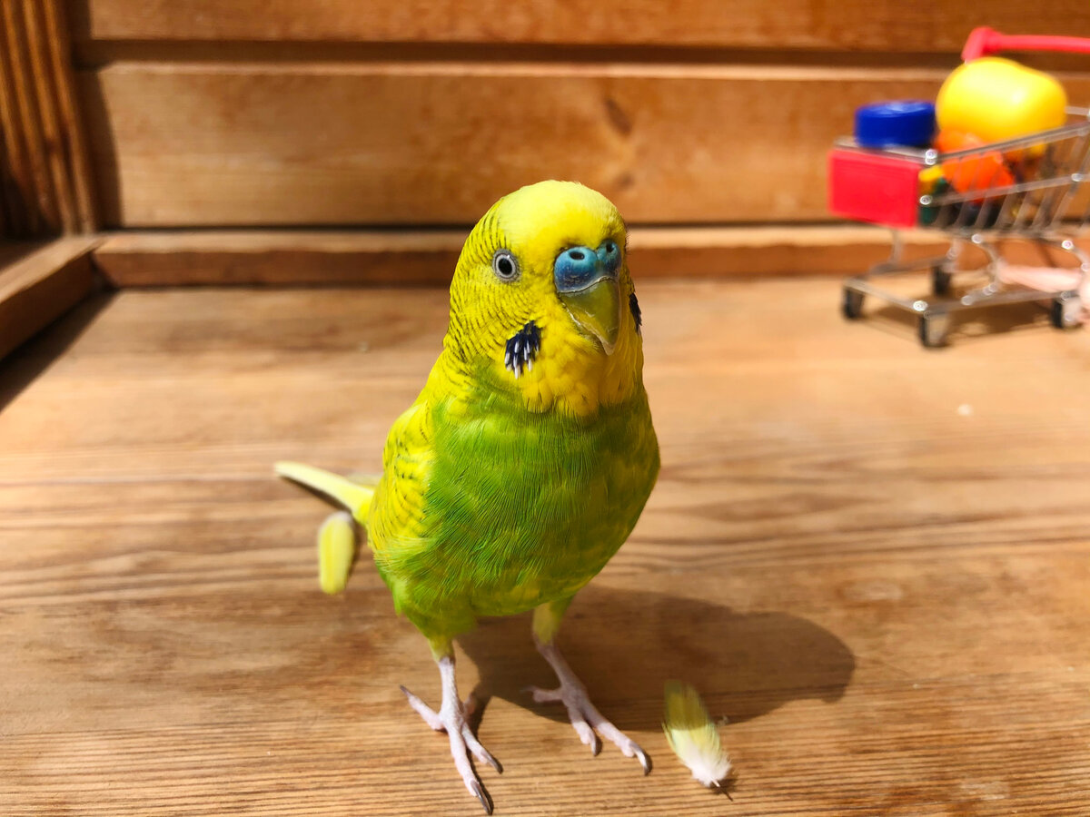 Последние деньки на любимом балконе. 