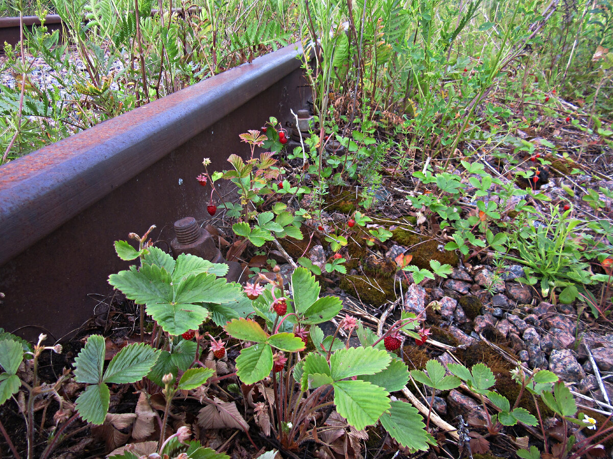 На перегоне.