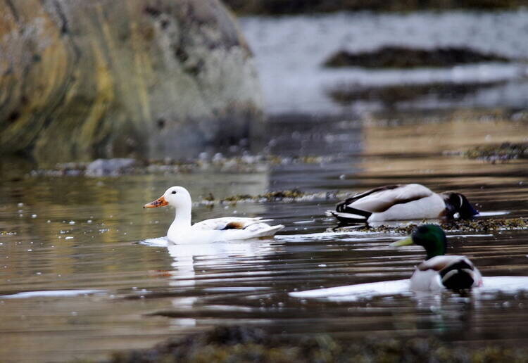 Фото Вощикова В.Б.