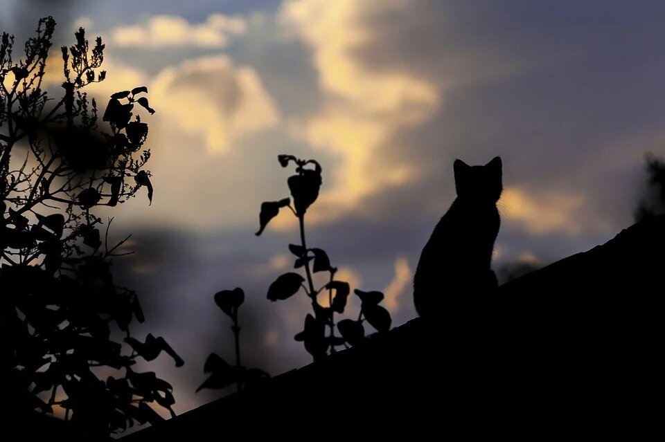 Фото: бесплатный источник pixabay.com
