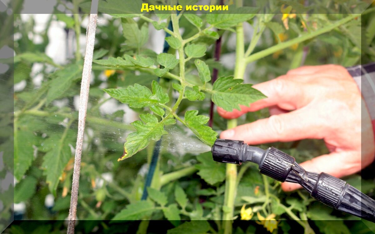 https://vk.com/photo-159774511_457247931