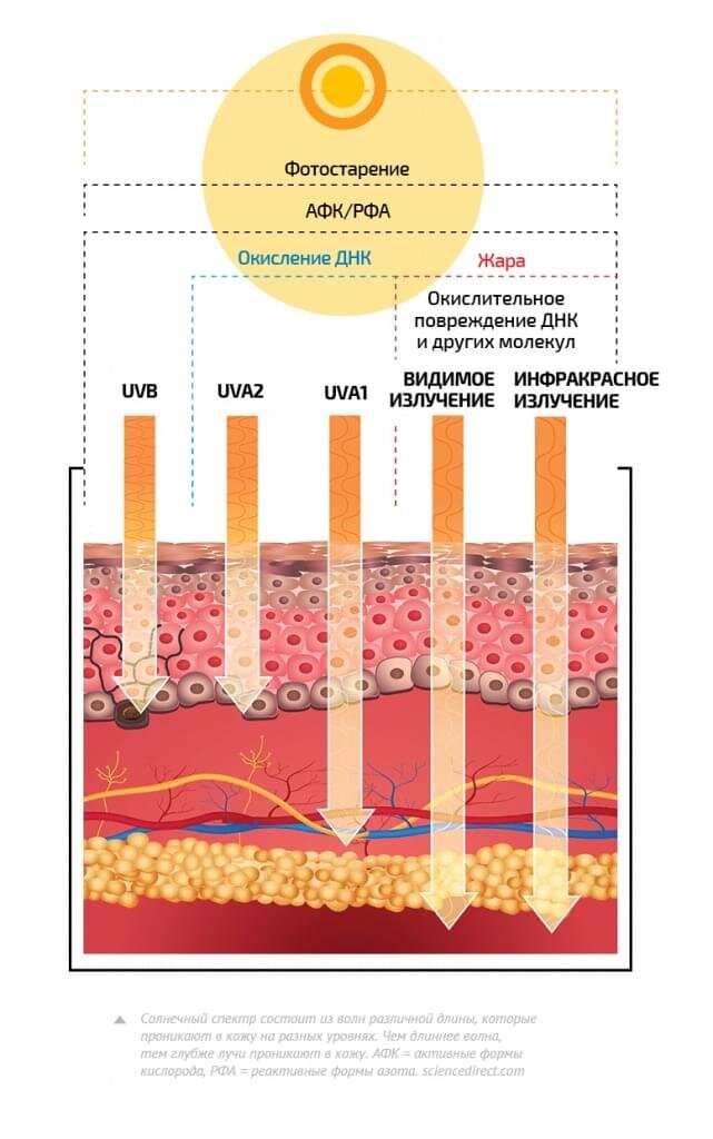 Какое действие оказывают uva лучи