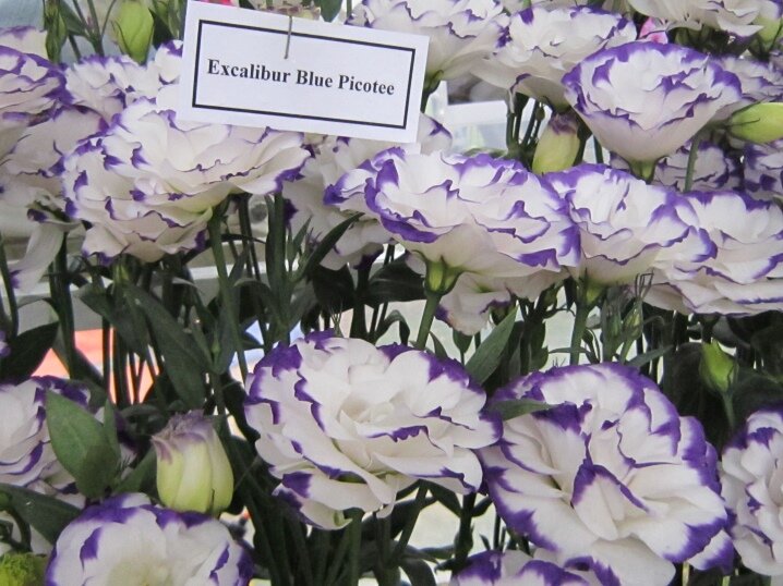 Виды и сорта эустомы: фото и описания фиолетовых, синих и сиреневых цветов. Сорта «Сапфир», «Алиса» и другие