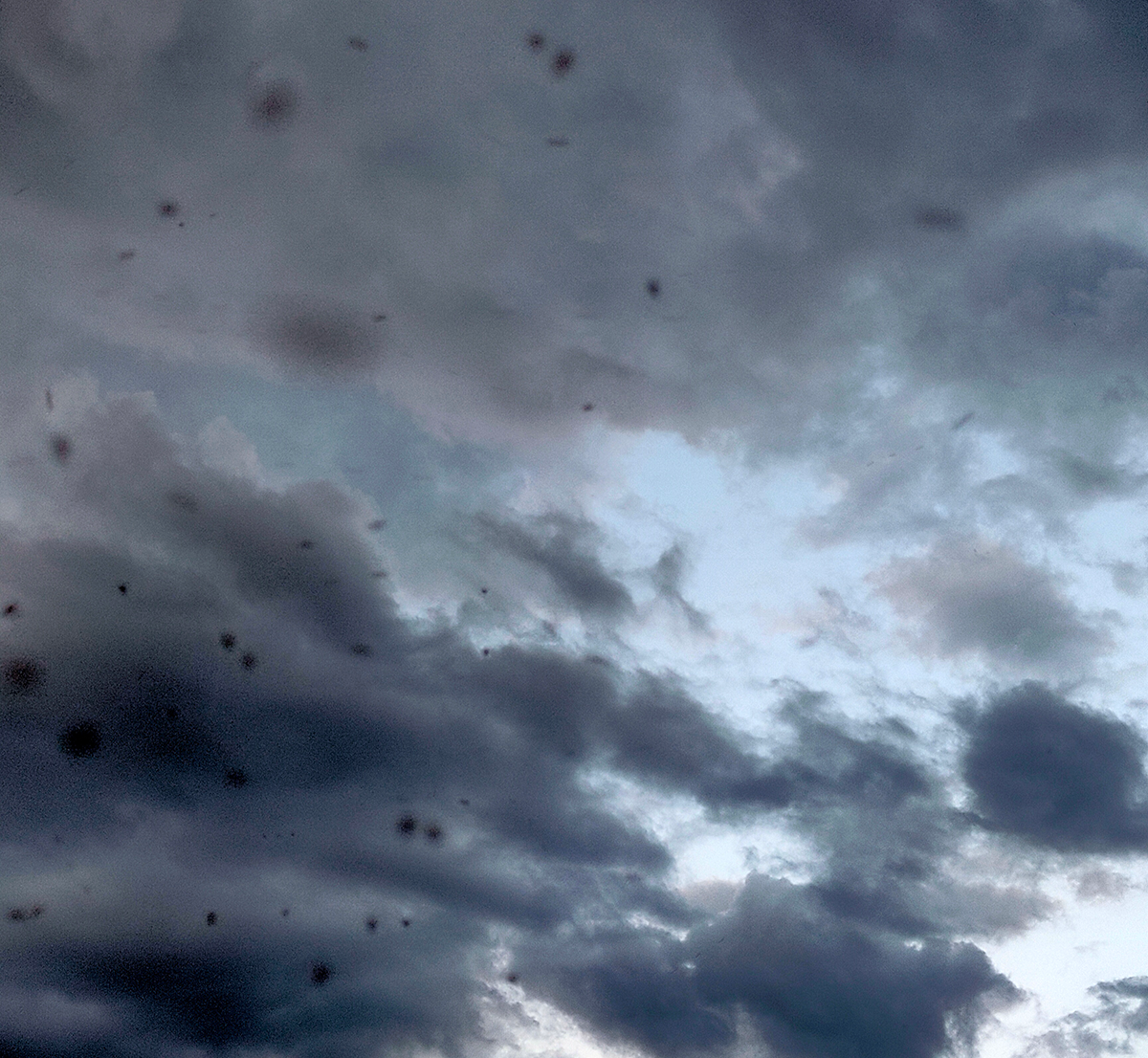 Тучи мошкары и комаров