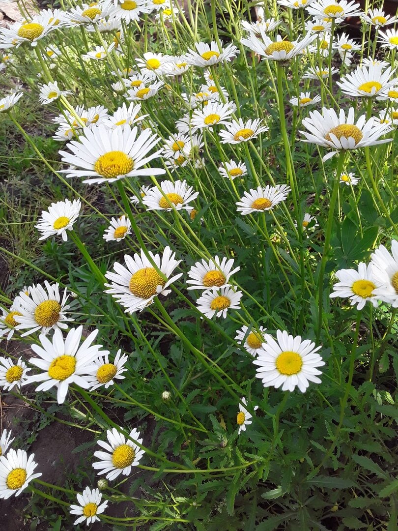 Заросли нивяника на территории соседской дачи