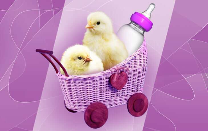 Чем пропоить цыплят для профилактики. Как защитить от вирусов, бактерий и паразитов. Схема