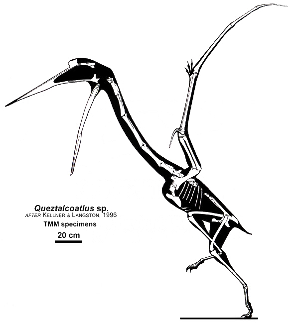 Голотип Quetzalcoatlus lawsoni, обозначенный ещё как Quetzalcoatlus sp.