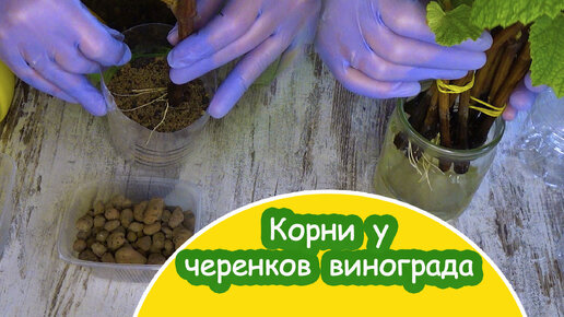 Размножение винограда черенками осенью сразу. Болезни черенков винограда. Какие должны быть корни у черенка для посадки в грунт. В каком месяце сажать черенки винограда.