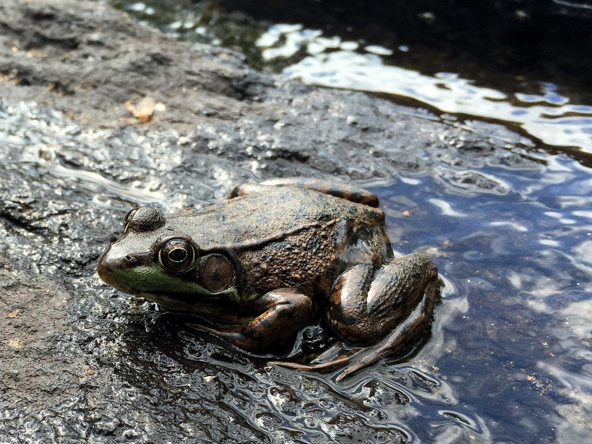 Как избавиться от лягушек на участке. Жаба повитуха. Гвианская водяная жаба. Мраморная лягушка-поросёнок. Каменная лягушка амфибия.