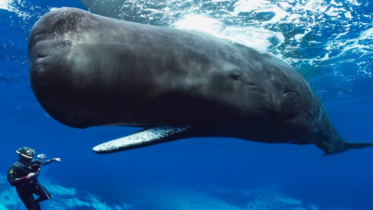 Кит кашалот.