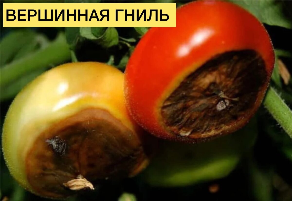 Вершинная гниль