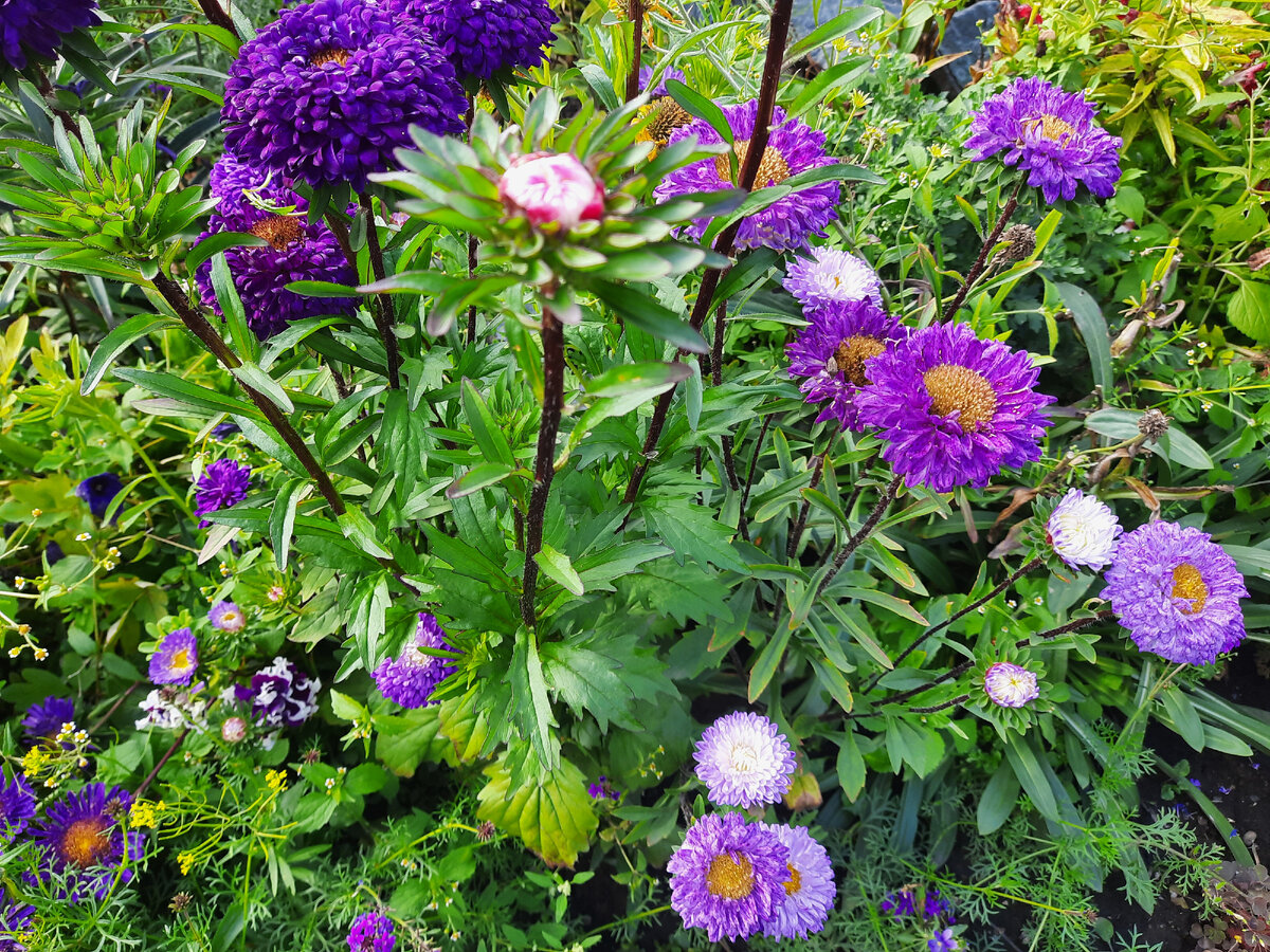 Астры - осенние цветы