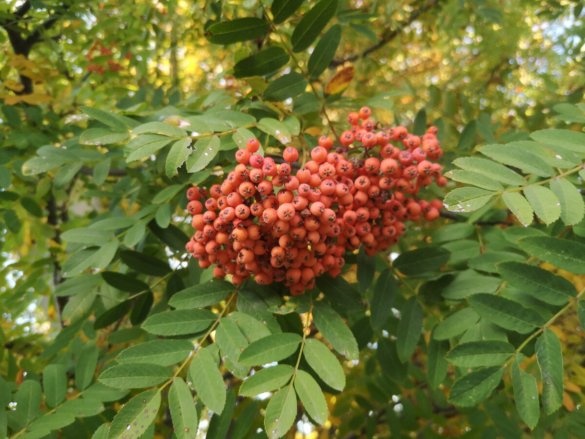 Рябина (англ. rowan) | Анастасия Смирнова | Дзен