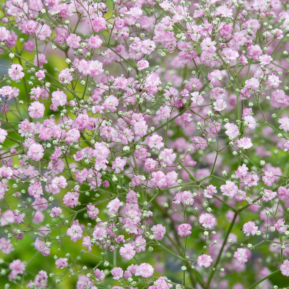 Цветов гипсофила. Гипсофила метельчатая Роуз. Гипсофила метельчатая Pink Festival. Гипсофила метельчатая паникулата. Гипсофила Паникулята Роу.