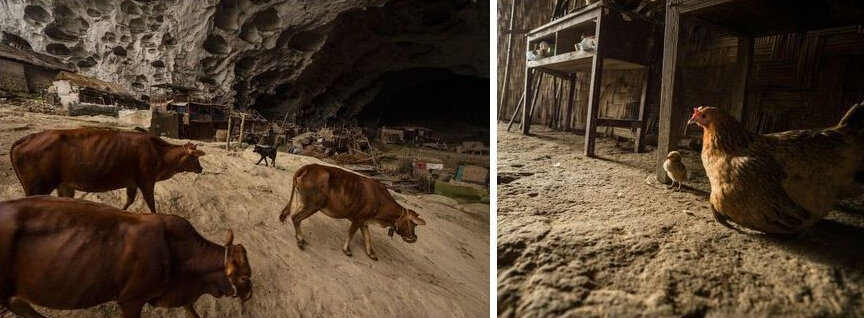 Так-же они активно занимаются животноводством так как  это является  основным источником дохода.