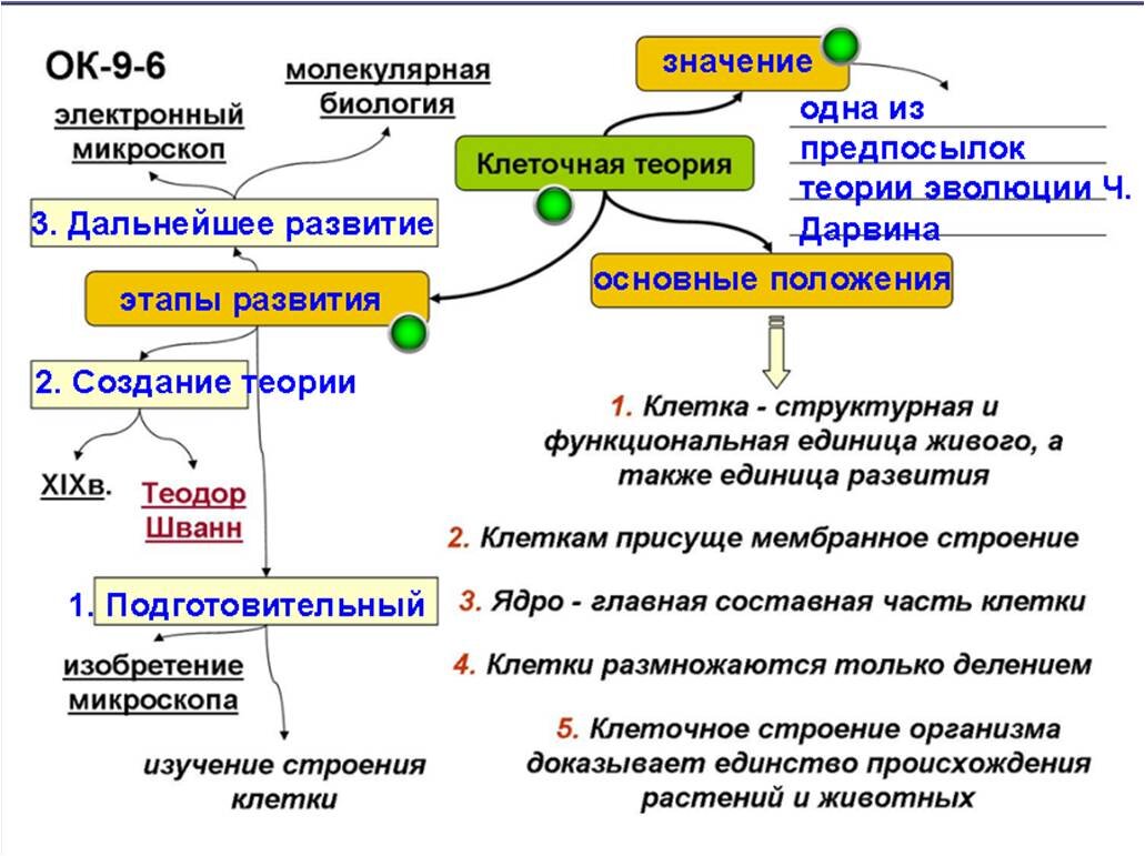 История открытия клетки таблица. Клеточная теория кратко 10 класс. Этапы изучения клетки. Основные этапы развития цитологии клеточная теория таблица. Клеточная теория таблица 10 класс.