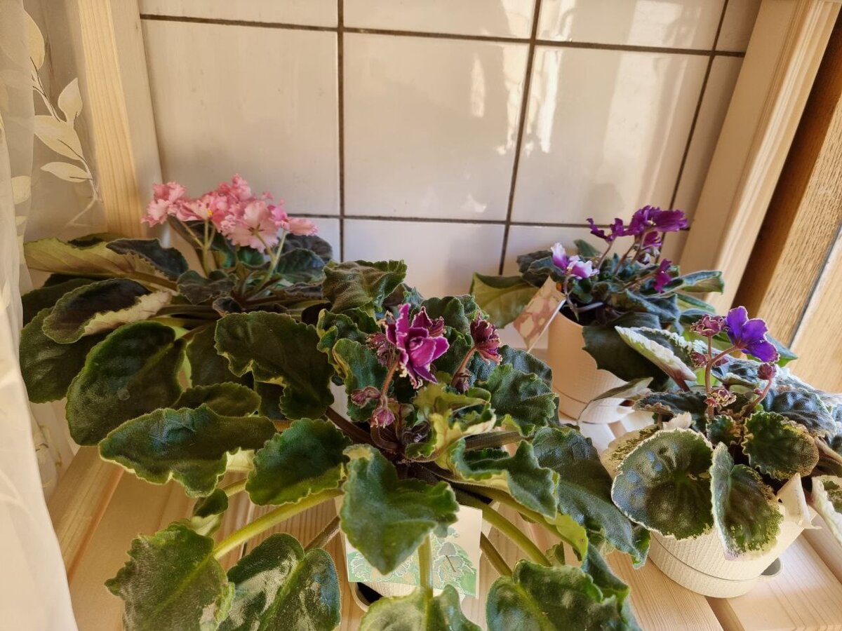 Это самая верхняя полочка. >>>листайте