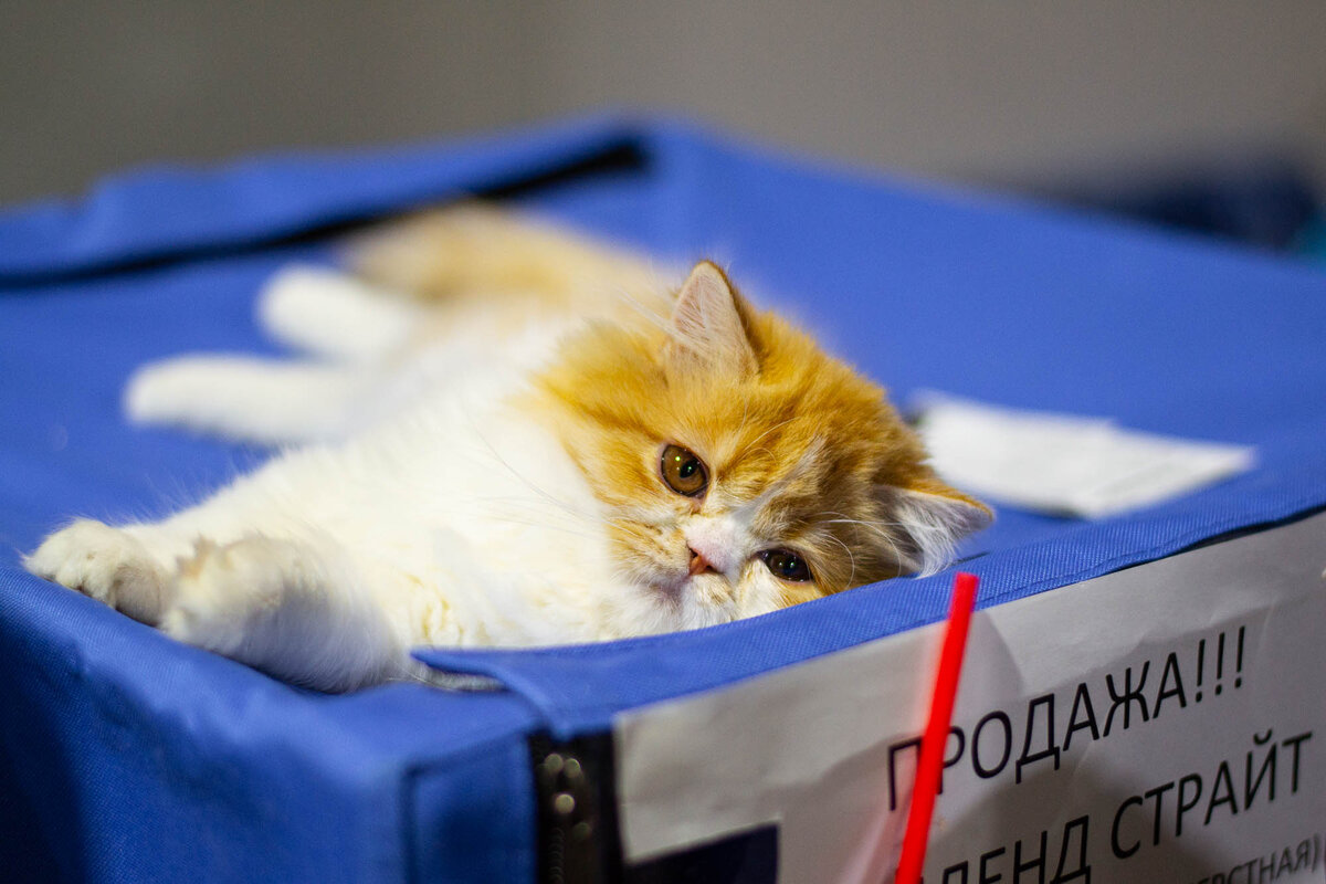 Один из выставочных экспонатов )))  