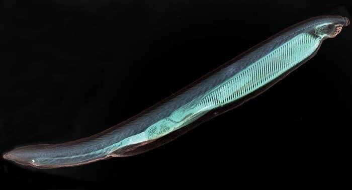    Ланцетник не похож на рыбу, но по его строению можно судить об анатомии далеких рыбьих предков / © kupuk.net