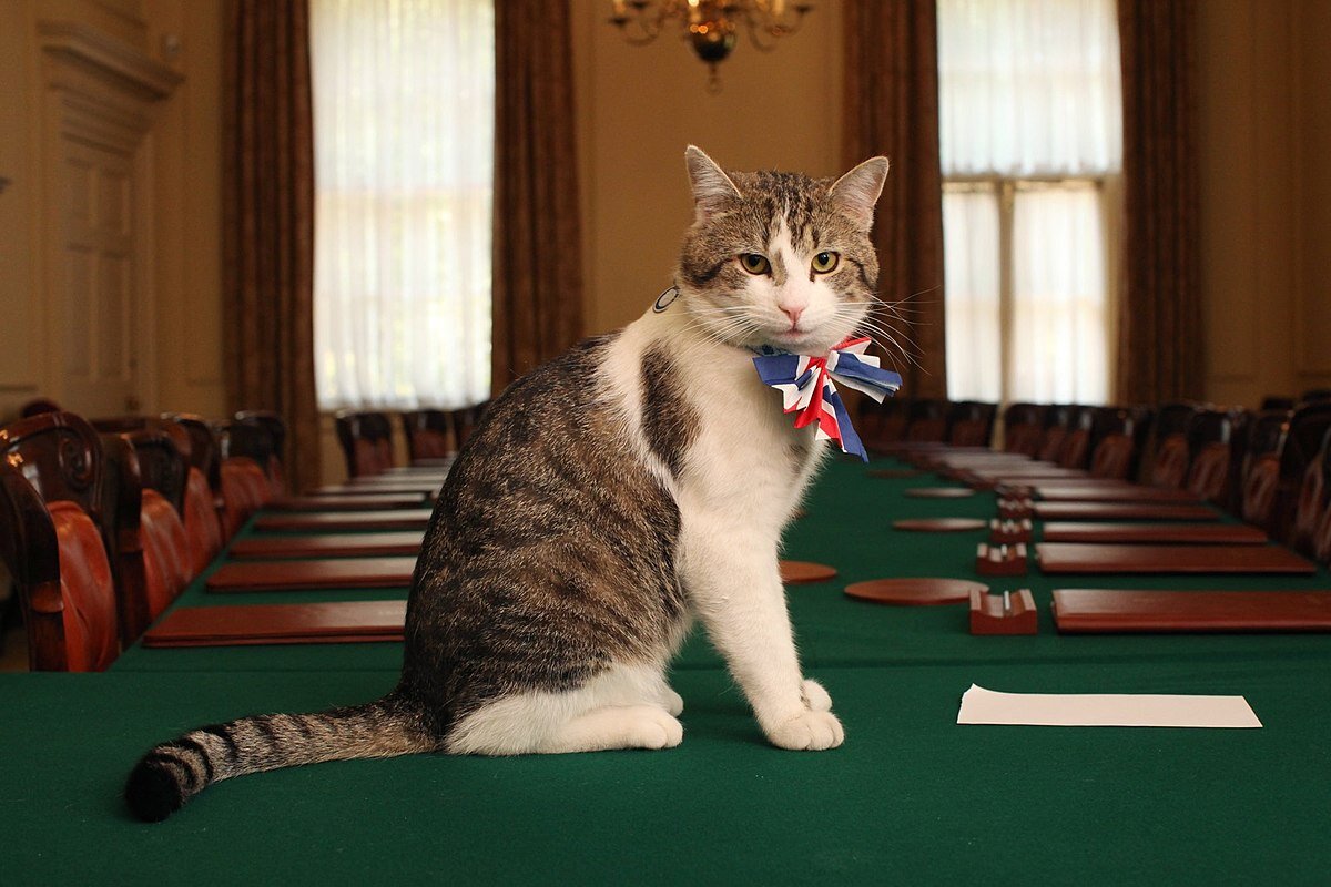 Англичане требуют назначить премьер-министром кота с Даунинг-Стрит, 10…В мире животных-это Запад. Scale_1200