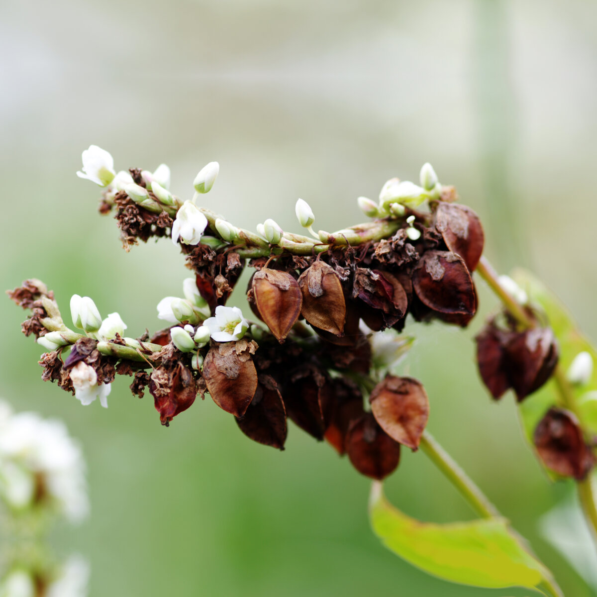 Неравномерное созревание