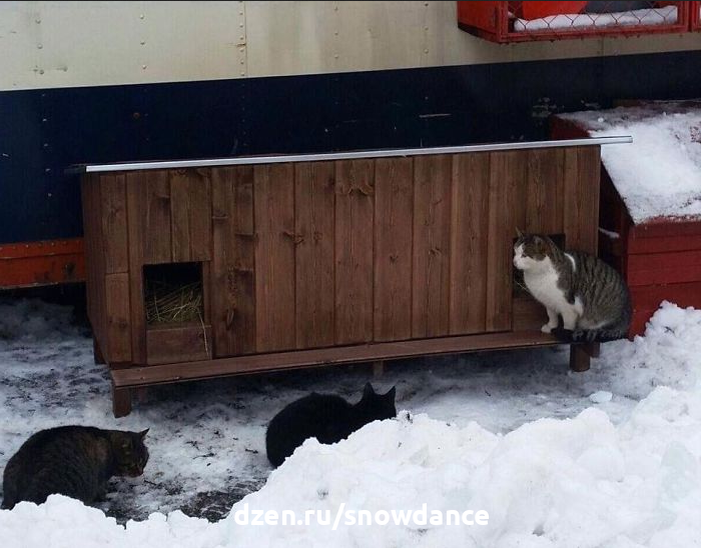 Что нужно знать, чтобы построить домик для кошек на зиму