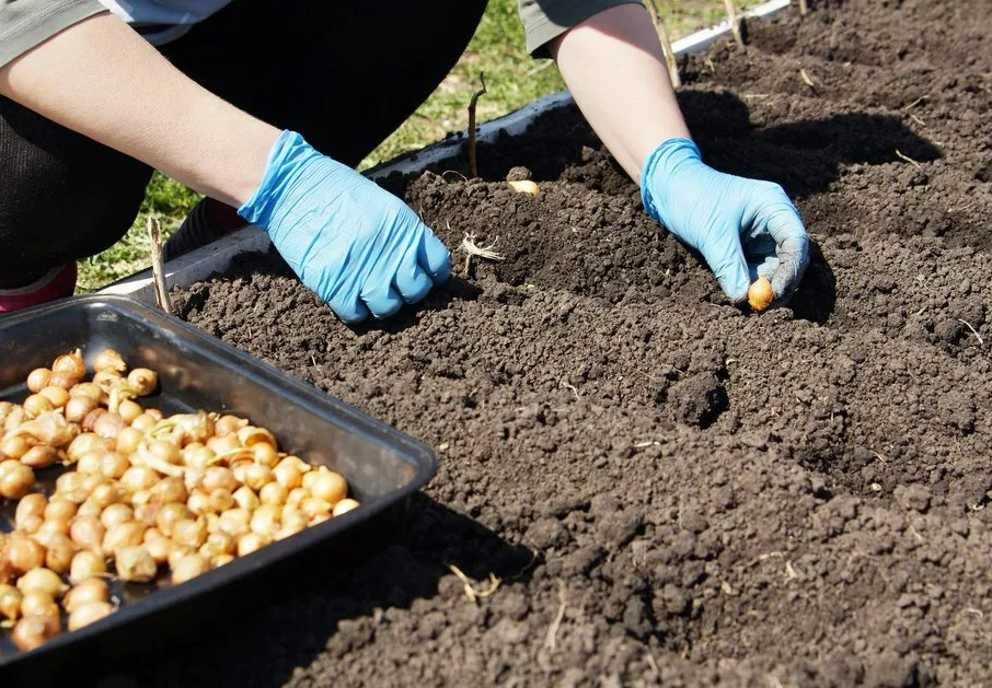 Фотография взята из источника moj-dacha.ru