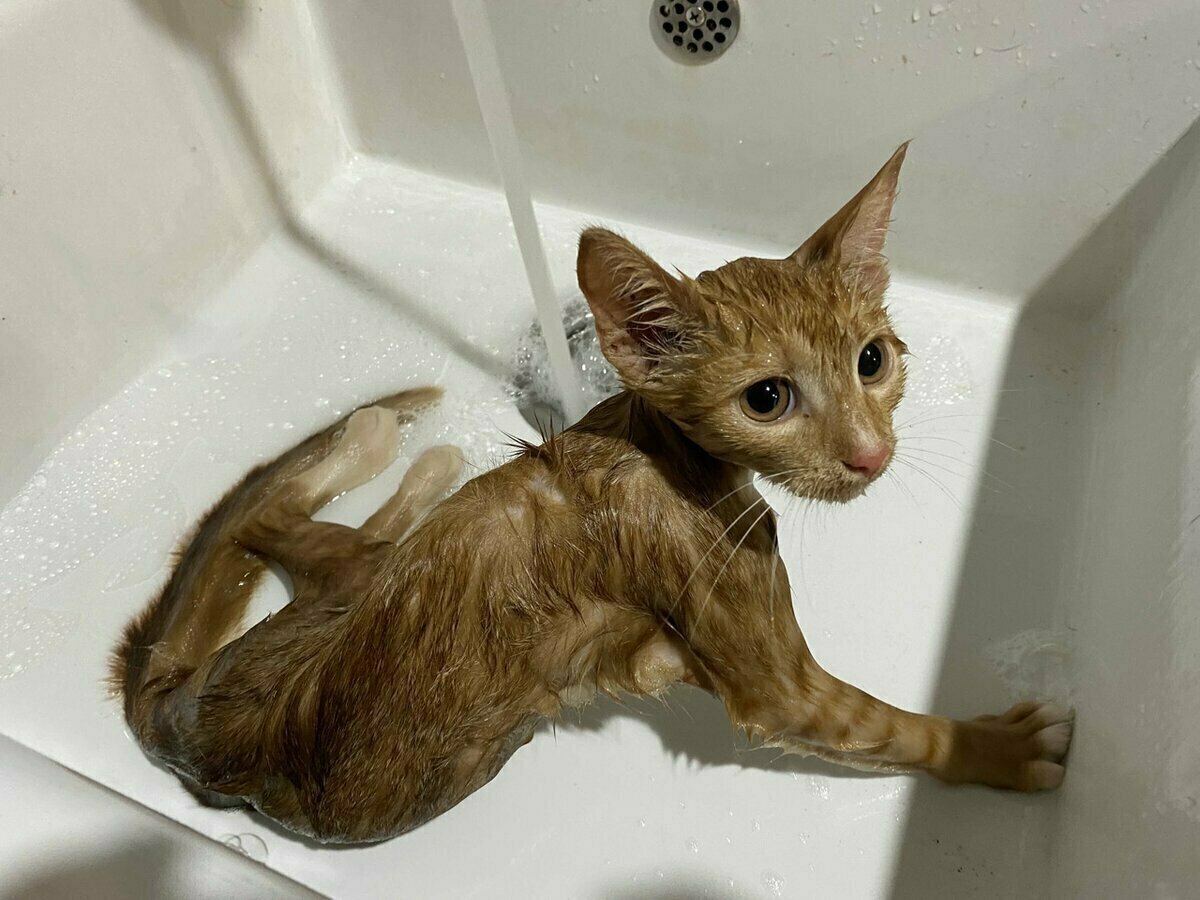 Яша приехала ко мне домой