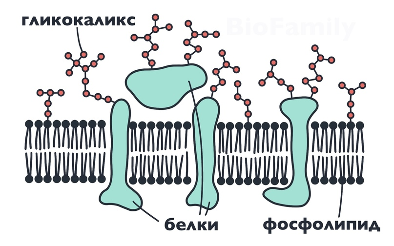 Плазматическая мембрана клетки растений