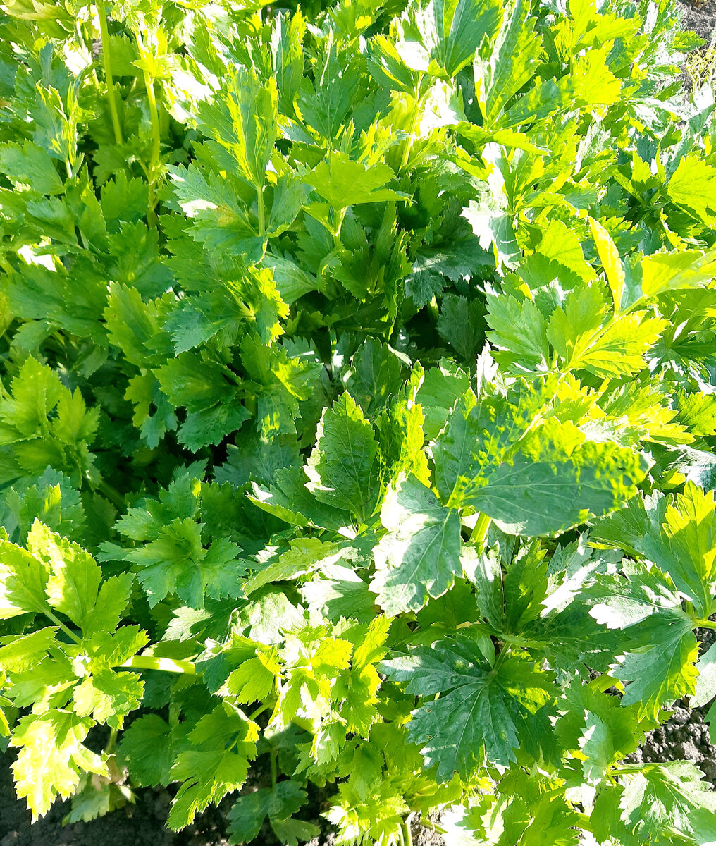 Черешковый сельдерей сорт "Королевский"