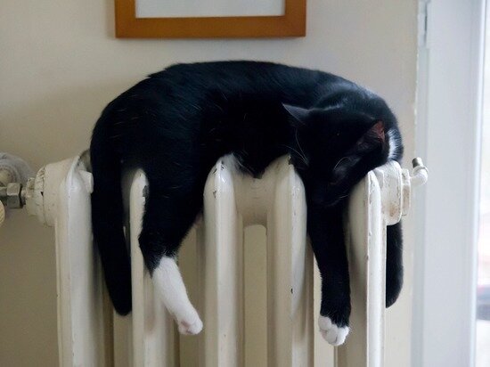     Фото: pxhere.com