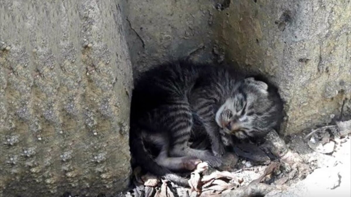 Счастливая голубка нашла дом для бездомного котёнка