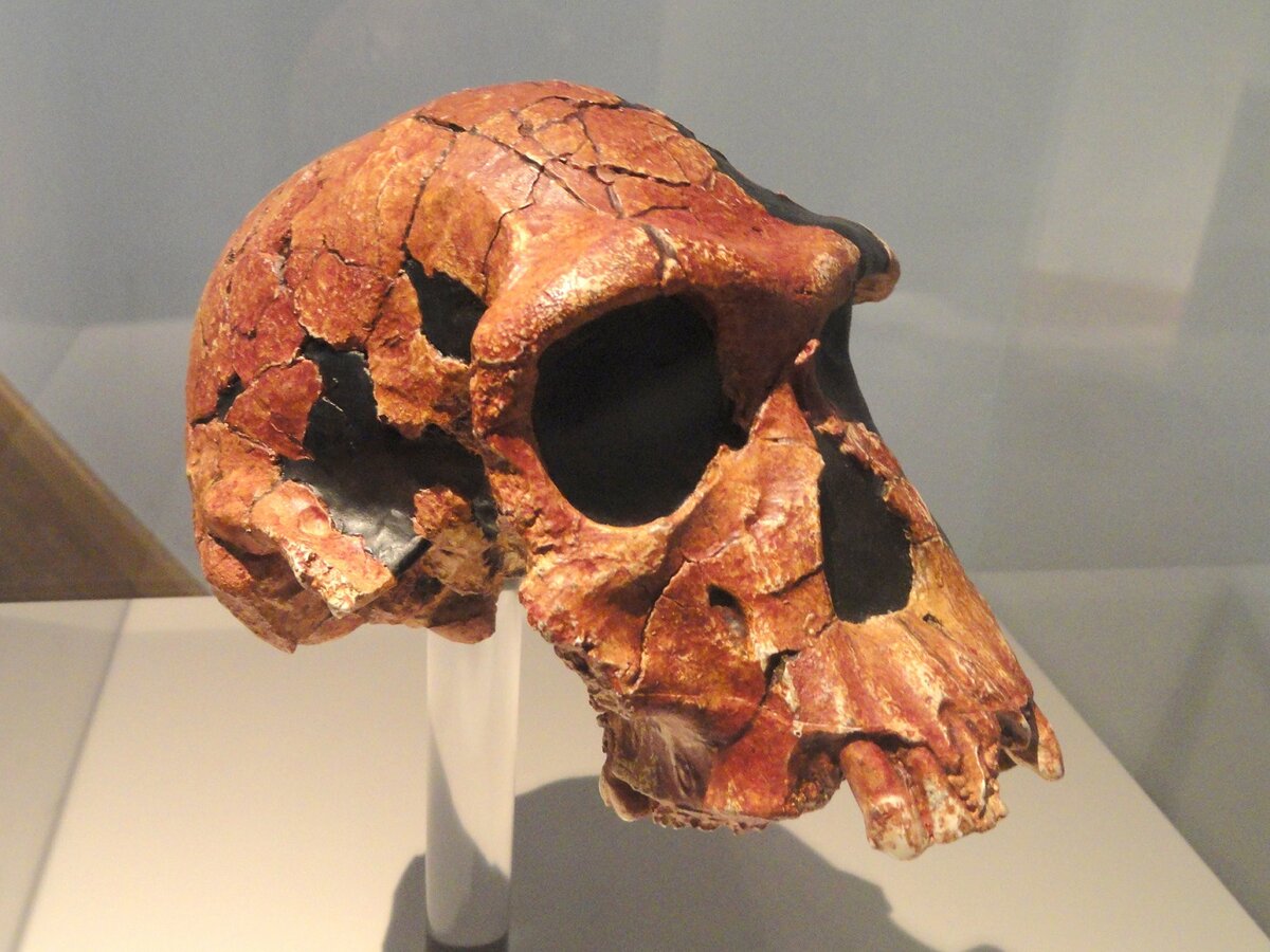 Череп Homo habilis (Человека умелого).