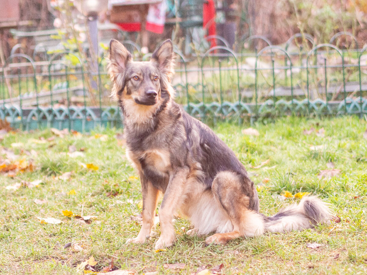 Собака-наблюдака