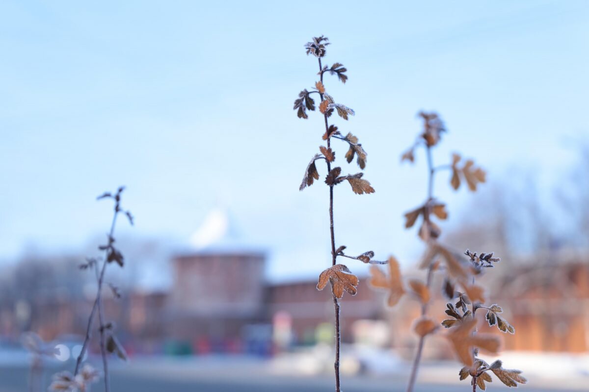    Дождь и снег ожидаются в Нижнем Новгороде Арина Полтанова