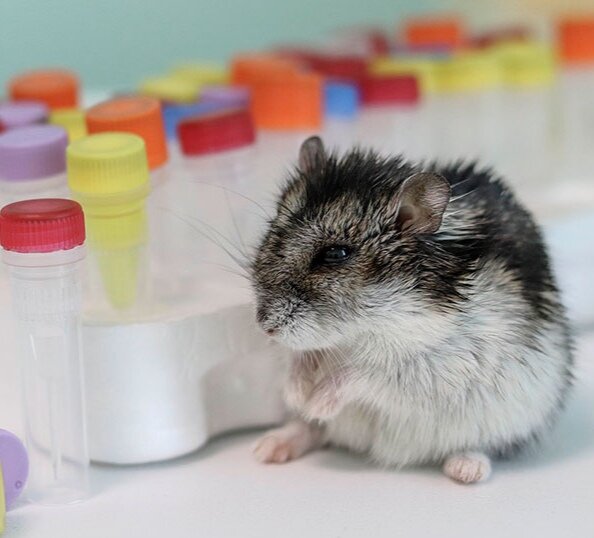 Хомяк изучает анализы