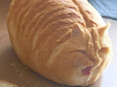    Кот-батон и ЧебуШрек: Midjourney научилась объединять изображения. Как опробовать?