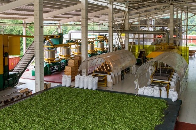    Предприятие «Мацестинский чай». Фото: Из личного архива/ Ирина Алексеева