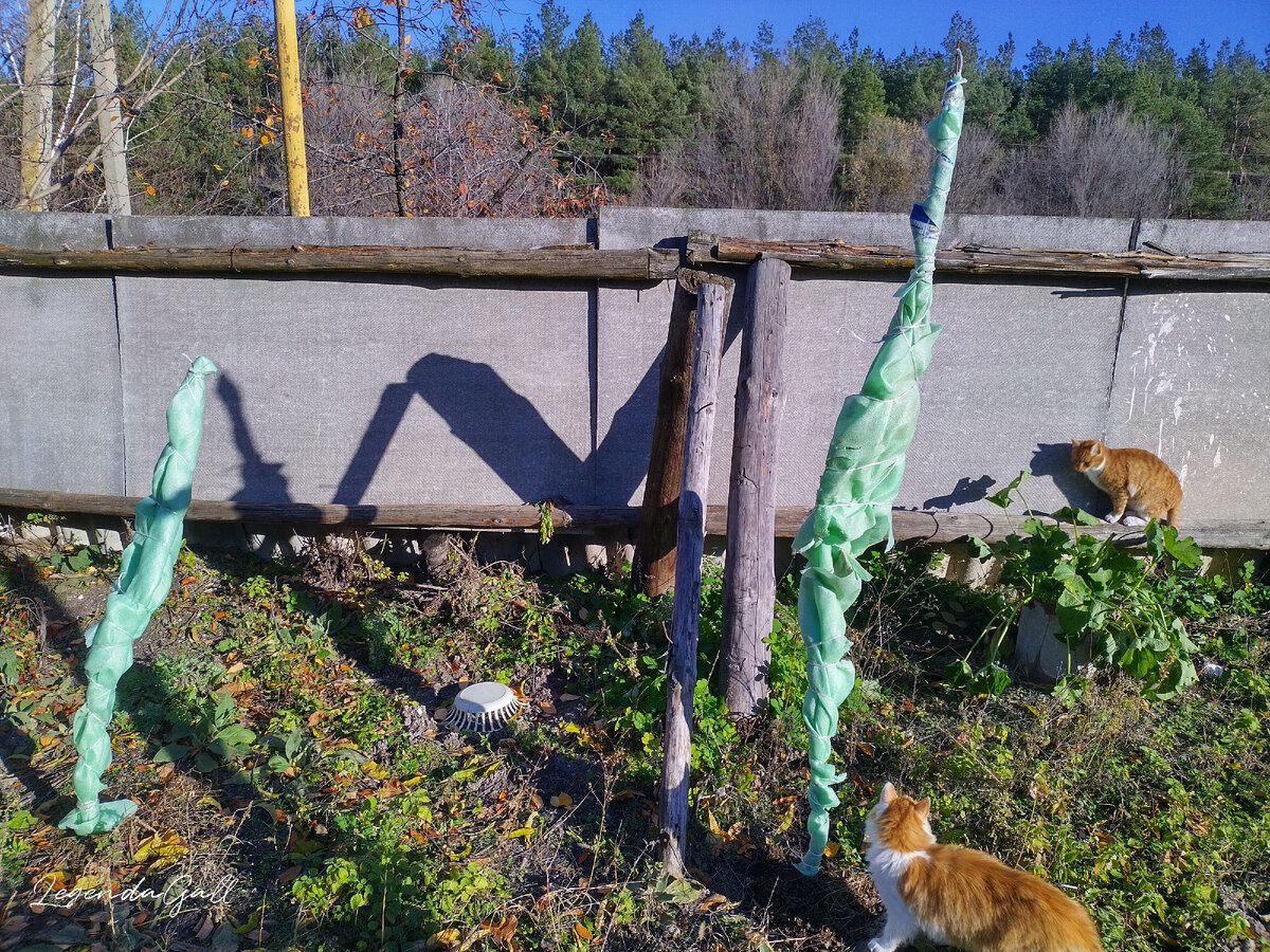 Это мои персики. Веточки пока тонкие, удалось их вот так плотненько в трубочку упаковать