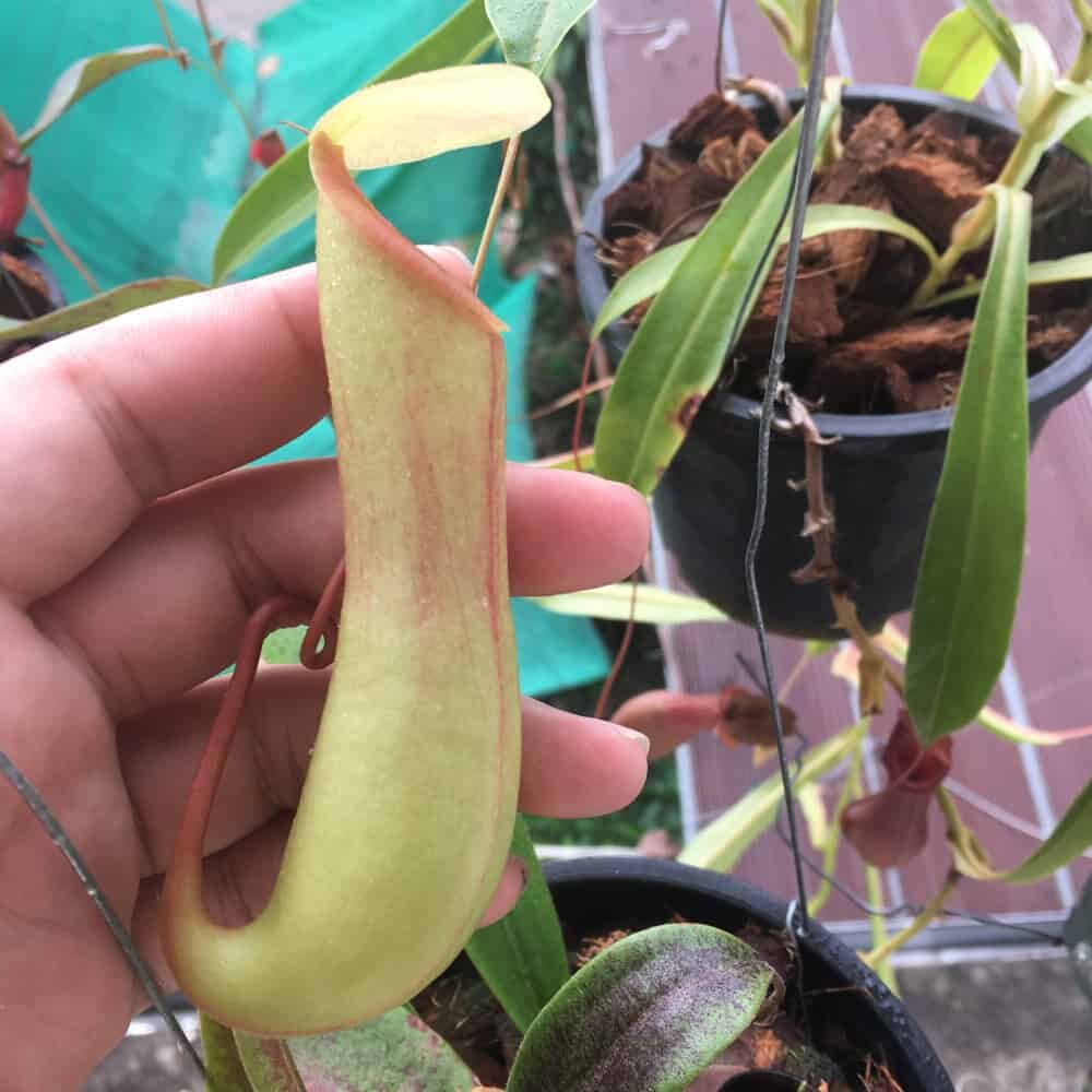 Кувшин ловчий