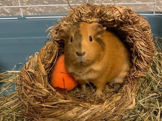     Вечно спящий, но милый друг: все о жизни с грызуном в Хабаровске / Анастасия Дудалова