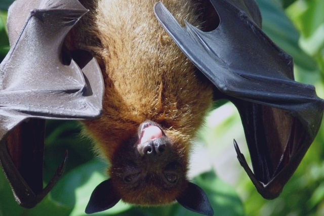    Летучая мышь (сс) Sweetaholic