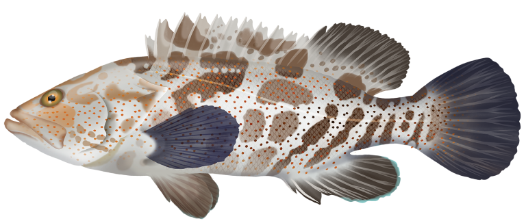 Epinephelus Coioides