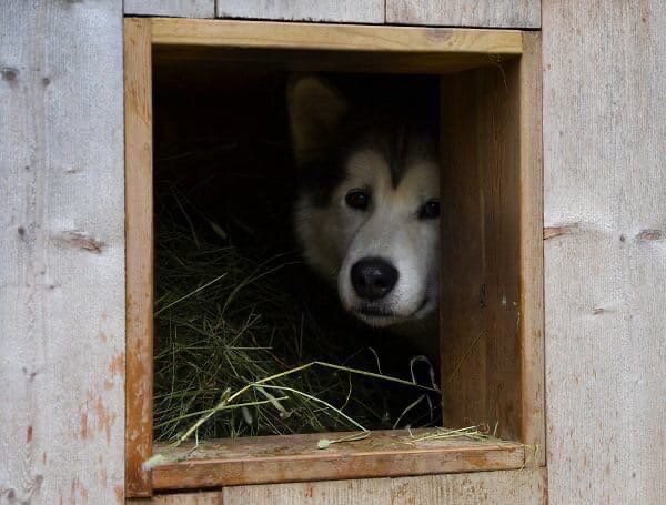 Из открытых источников