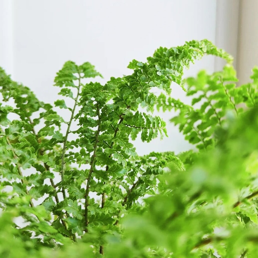 Нефролепис. Фото автора.